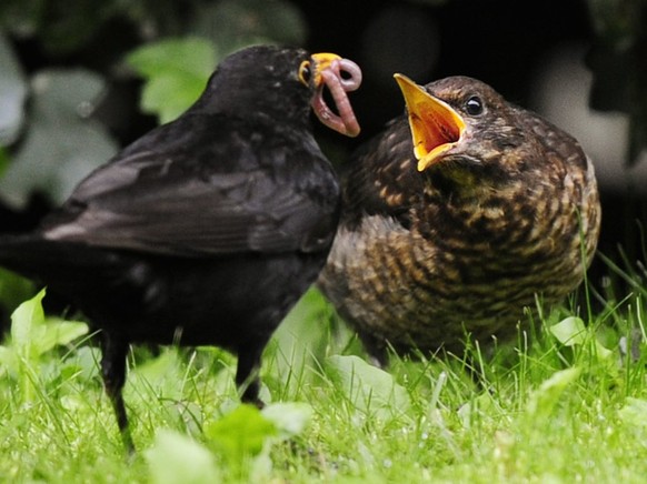 Die Amsel ist zwar weit verbreitet, könnte aber durch die Trockenheit im Sommer 2018 und einen Virus Verluste erlitten haben. (Archivbild)