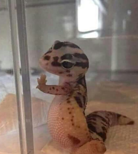 Gecko

https://www.pinterest.com/pin/473933560770859599/