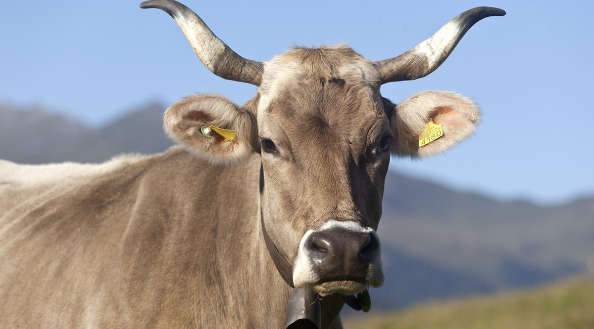 Eine Kuh mit Hoerner weidet am Sonntag, 16. September 2012, oberhalb Pany im Praettigau. (KEYSTONE/Arno Balzarini) .