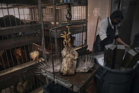 An employee clean parts of the cages as a chicken is weighed before being slaughtered inside the La Granja Live Poultry Corporation store on Friday, Feb. 7, 2025, in New York. (AP Photo/Andres Kudacki ...