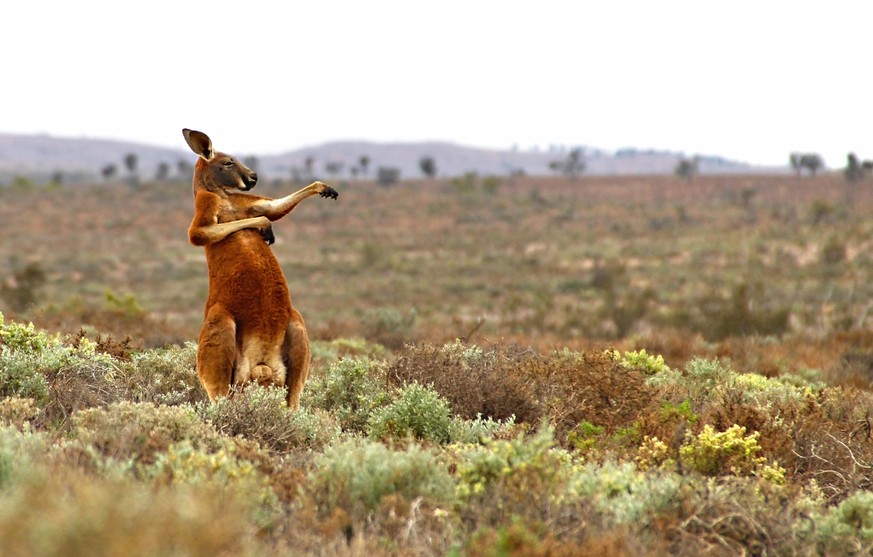 The Comedy Wildlife Photography Awards 2017
Andrey Giljov
Saint-Petersburg
Russian Federation

Title: Kung fu training (Australian style)
Caption: Funny Mammals from South America to Australia (Austra ...