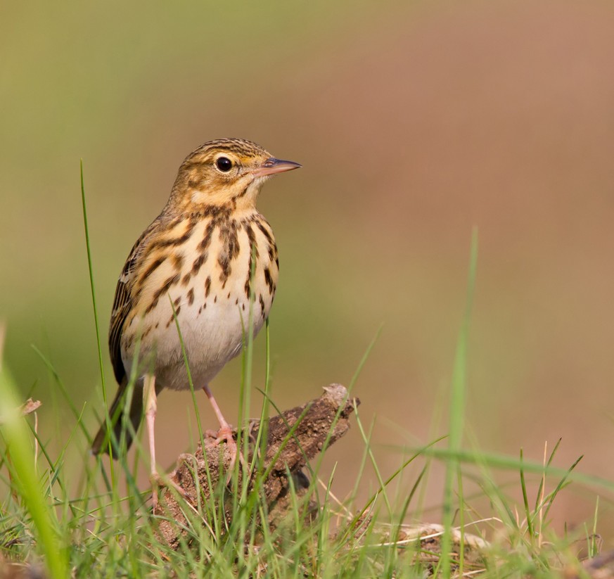 Vogel des Jahres 2027: Die Kandidaten von BirdLife Schweiz sind bekannt, hier der Baumpieper.