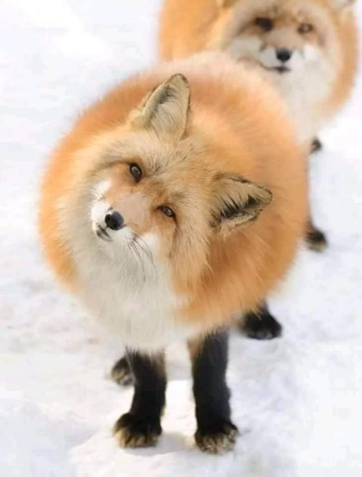 Tiere