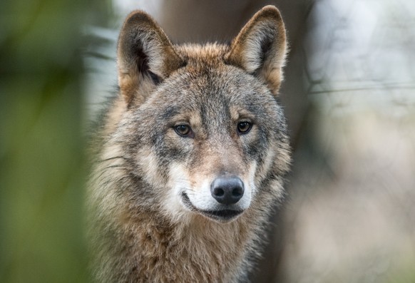ARCHIV - 18.01.2017, Nordrhein-Westfalen, Isselburg: Ein Wolf (Canis Lupus Lupus) l