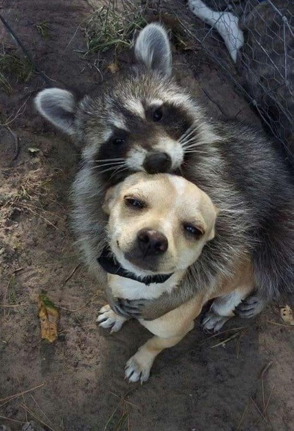 cute news tier waschbär hund raccoon

https://www.reddit.com/r/Raccoons/comments/11m6jyp/just_a_raccoon_hugging_a_doggo_3/