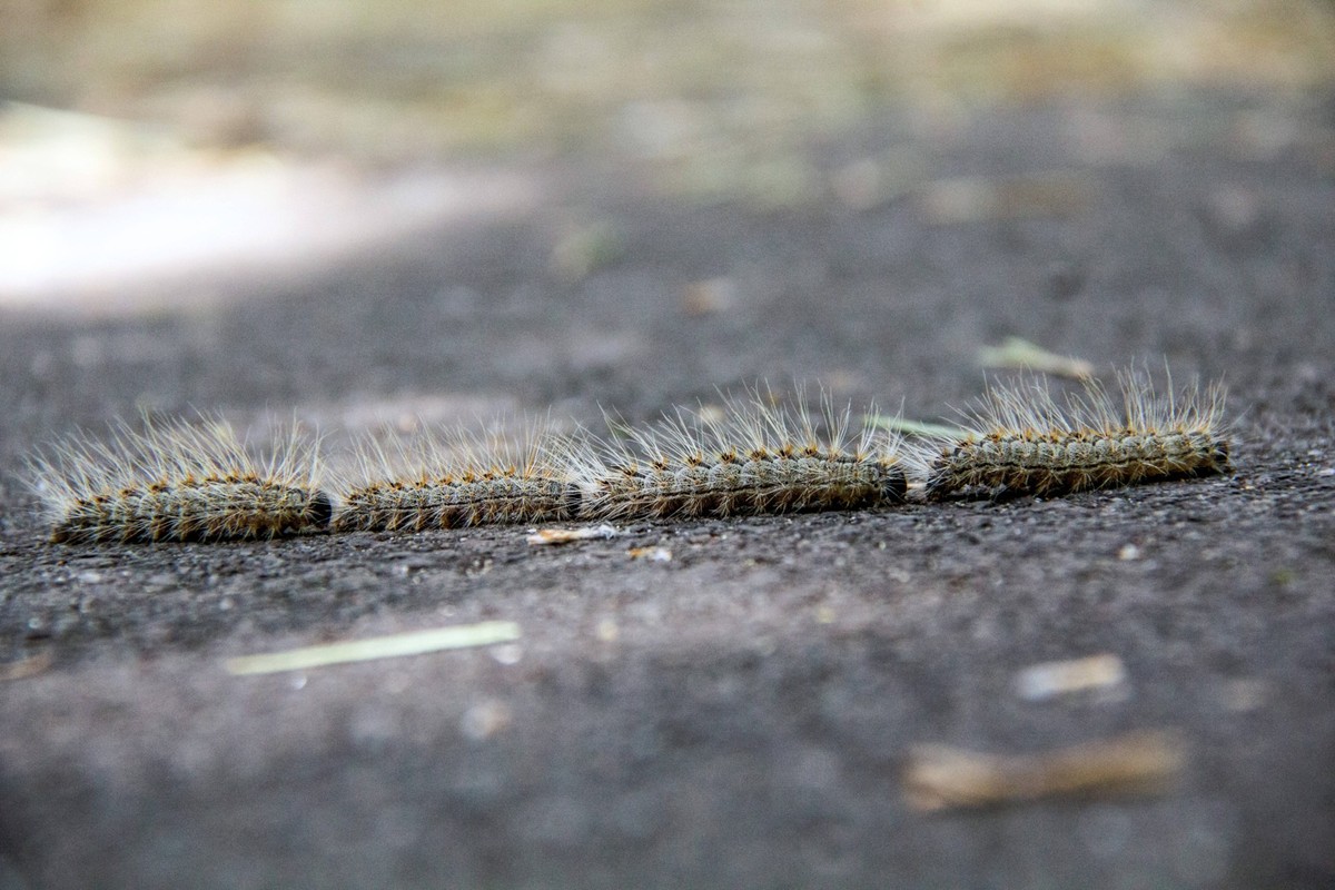 Eichenprozessionsspinner, Eichen-Prozessionsspinner Thaumetopoea processionea, Raupen-Prozession auf Asphalt, auf Nahrungssuche, Deutschland oak processionary moth Thaumetopoea processionea, caterpill ...