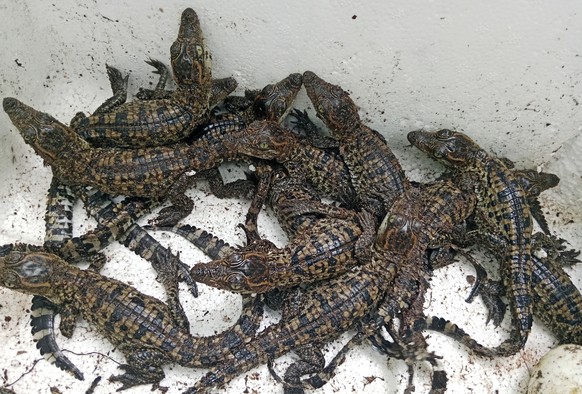 Eggs of a rare Siamese crocodile species hatch in Cardamom National Park in June, 2024. (Toy Ya/Fauna &amp; Flora via AP)