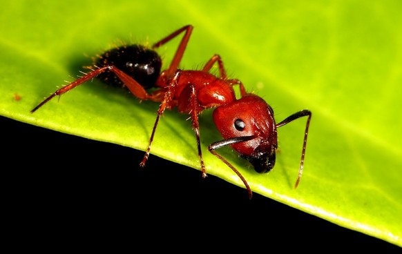 Camponotus floridanus