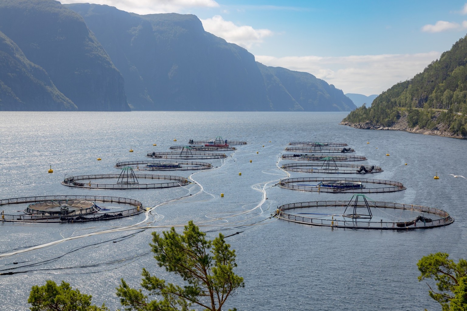 Salmon fishing in Norway.  The Scandinavian country is one of the world's largest producers of farmed salmon.