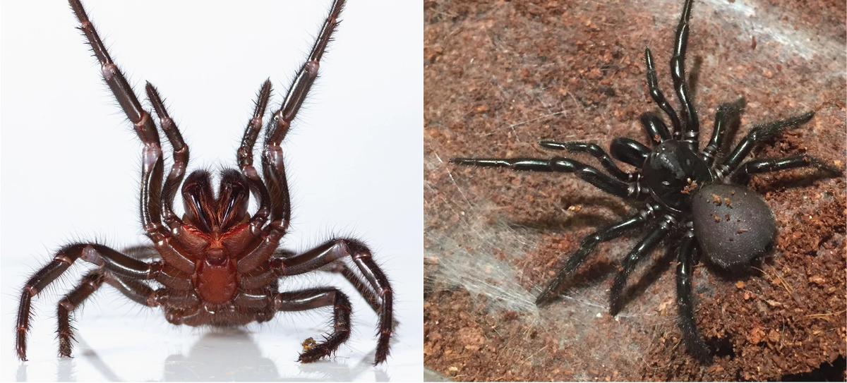 Die Sidney-Trichternetzspinne ist die giftigste Spinne der Welt. Hier sieht man die Atrax robustus.