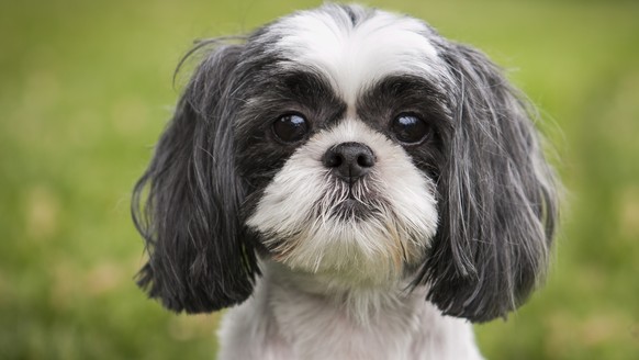 Shih Tzu Hund klein kläffer