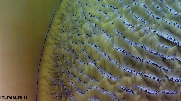This beautiful dune field lies inside a crater near the south polar region of Mars.
The image was taken by the ExoMars Trace Gas Orbiter’s Colour and Stereo Surface Imaging System, CaSSIS, on 18 May ...