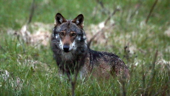 Ein Wolf, mutmasslich "M35", aufgenommen beim Dorfeingang von Bellwald im Obergoms, Wallis, am 28. Mai 2013. Der Wolf hat in der Nacht auf Freitag, 7. Juni 2013 im Wallis erneut zugeschlagen ...