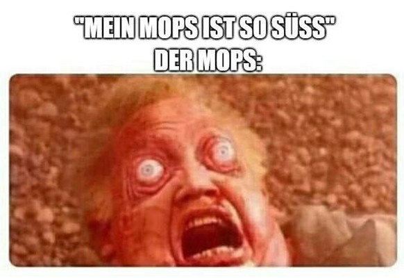 PICDUMP 413 – Ein Chrüsimüsi aus Spassigkeiten! 🙃\n😵‍💫
