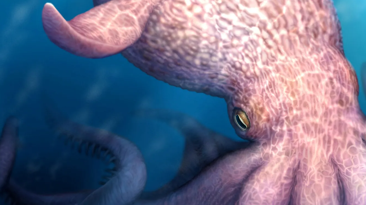 Urzeit-Oktopusse: Studie deutet auf 19 Meter lange Topräuber hin