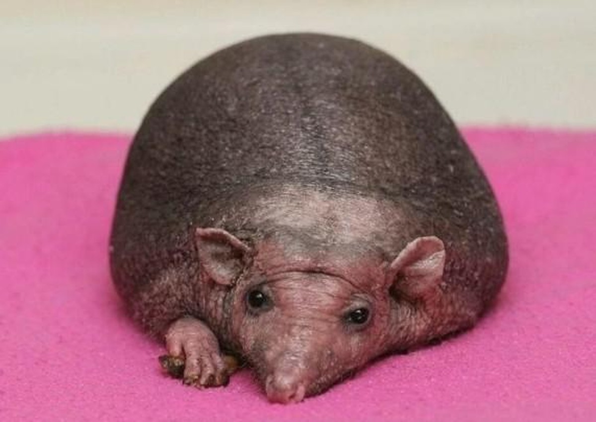 Igel ohne Stacheln.