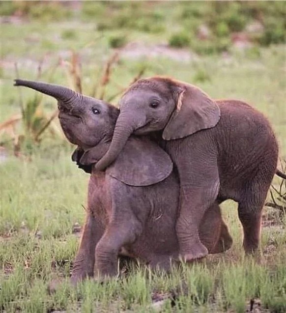 Cute news about elephant https://www.reddit.com/r/Elephants/comments/1bn6if0/cute_elephant/