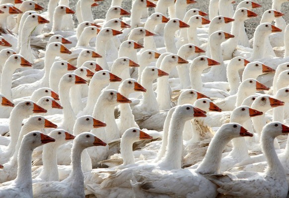 epa02970568 A photograph made available on 18 October 2011 shows grey geese of the agricultural company Landi being herded into a stables in Veckenstedt, Germany, 17 October 2011. Landi farms 6,500 to ...
