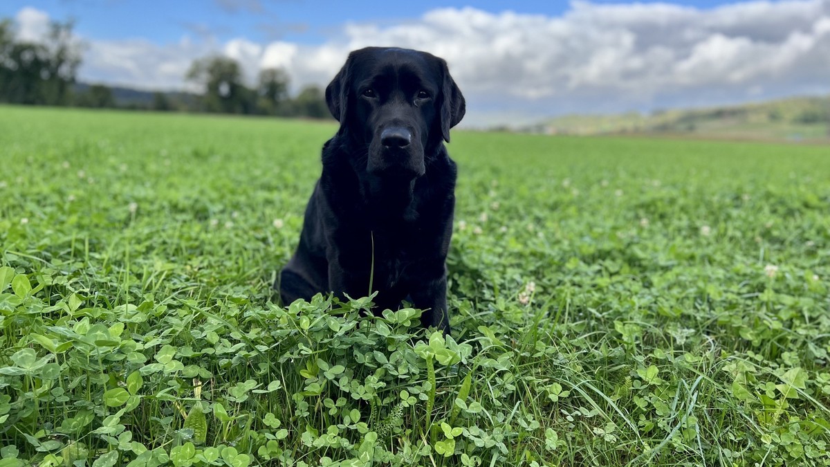 Warum-fressen-Hunde-Gras-Gr-nde-und-Tipps-die-helfen