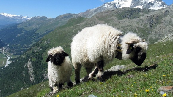 Walliser Schwarznasenschafe weiden am Dienstag, 15. Juli 2008 bei traumfaftem Wetter hoch ueber Zinal im Wallis. (KEYSTONE/Arno Balzarini)