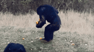 Animiertes GIF