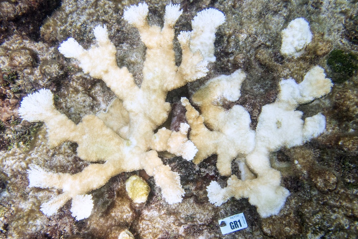 This photo provided by the University of Miami Coral Reef Futures Lab, shows bleaching to elkhorn coral on Thursday, July 20, 2023, in the North Dry Rocks Reef off the coast of Key Largo, Fla. Some Fl ...