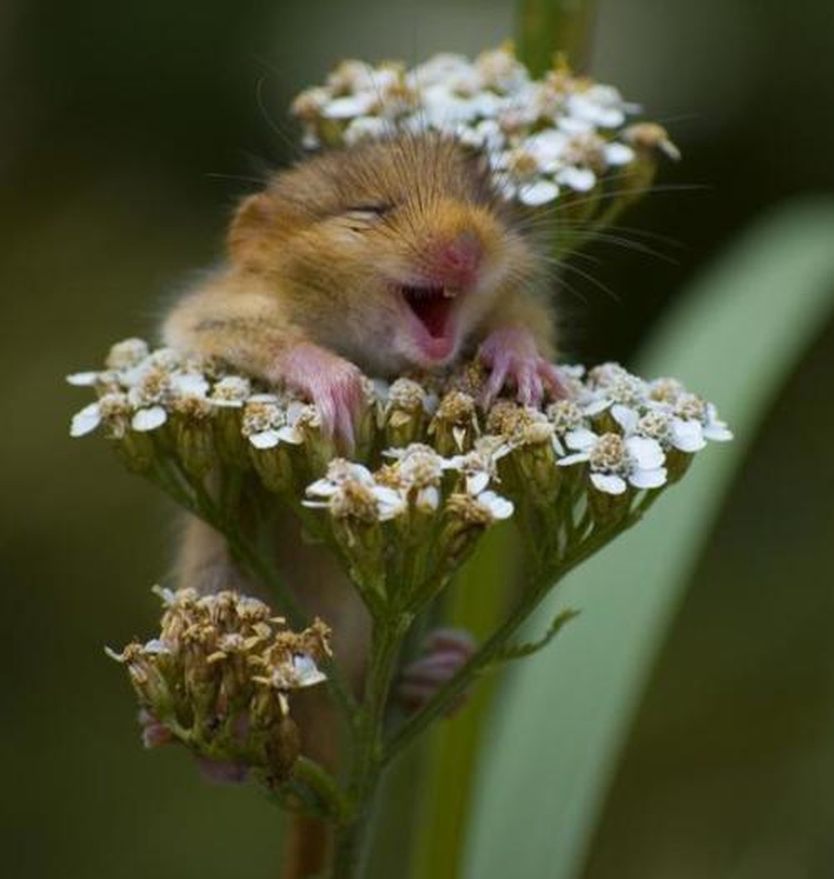 Hamster