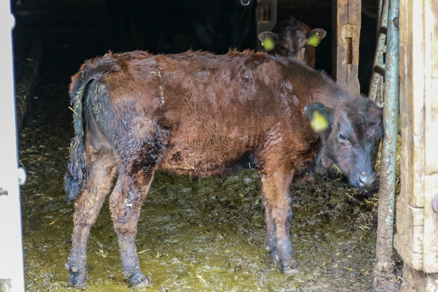 Aufnahmen aus einem Mutterkuh-Betrieb im Zürcher Oberland.