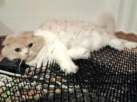 In Japan: Katzen sind immun gegen Katzen-Stoppen
http://imgur.com/gallery/rujZe