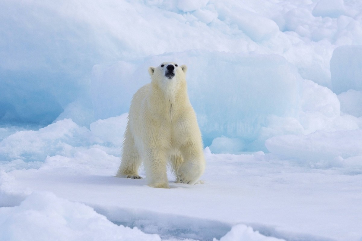 Einsamer Eisbär Ursus maritimus bei der Jagd auf dem Packeis, wobei er den Geruch seiner Beute im Arktischen Ozean entlang der Küste von Spitzbergen, Norwegen, aufnimmt, Europa Lone polar bear Ursus m ...