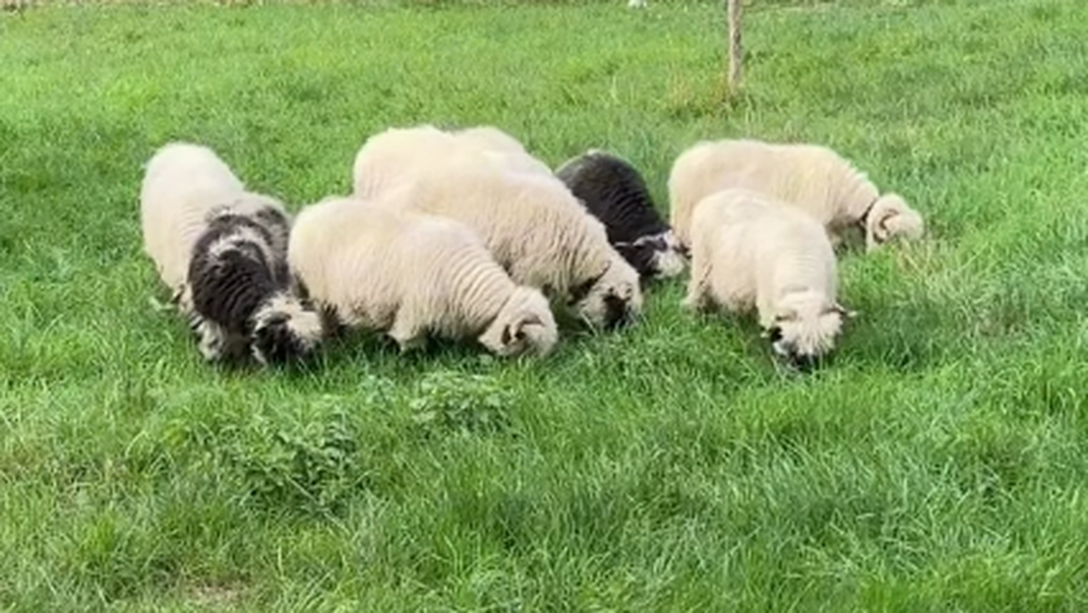 Les moutons dans leur enclos à la ferme des Arêtes.