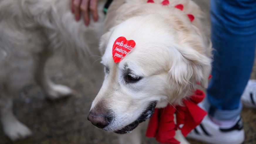 Golden Retriever walks 40 miles back to his family – who wanted to get rid of him