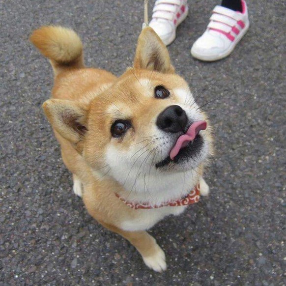 Doge
Cute News
https://imgur.com/gallery/supzo