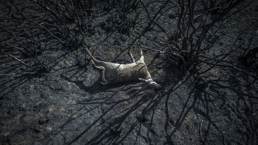 epa10025567 Aftermath of the Sierra de la Culebra wildfire in Villardeciervos, Zamora province, Spain, 21 June 2022. A heatwave that has recently swept across Spain fueled one of the country's la ...