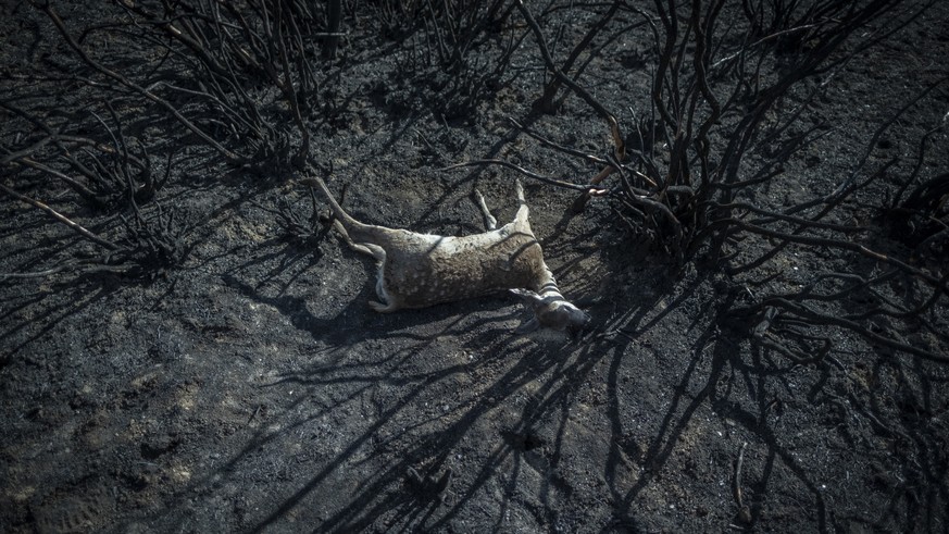 epa10025567 Aftermath of the Sierra de la Culebra wildfire in Villardeciervos, Zamora province, Spain, 21 June 2022. A heatwave that has recently swept across Spain fueled one of the country&#039;s la ...