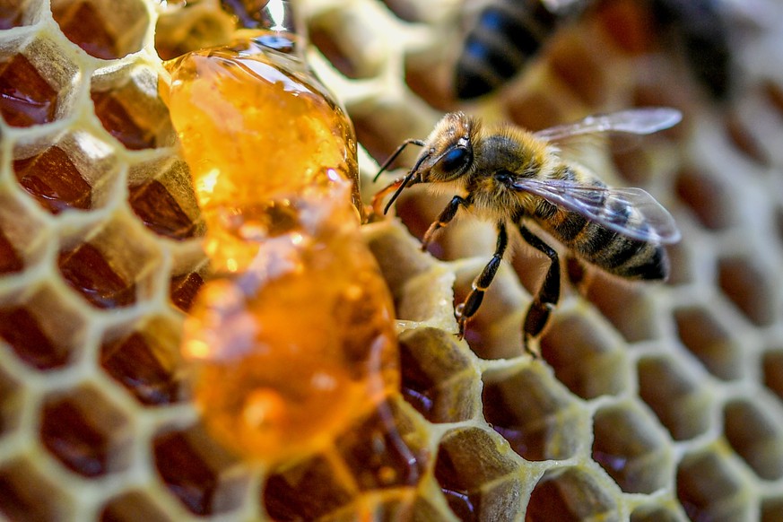 Im Stock wird der Honig mehrmals umgelagert.
