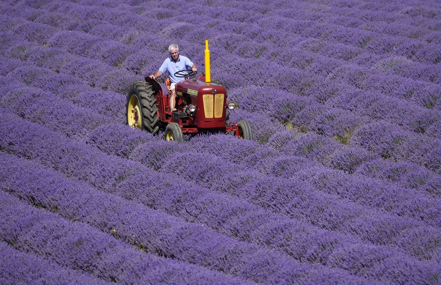 KEYPIX - Andrew Elms, owner of Lordington Lavender, inspects rows of lavender on the farm near Chichester, England, Thursday, July 3, 2025. (KEYSTONE/Andrew Matthews/PA via AP)