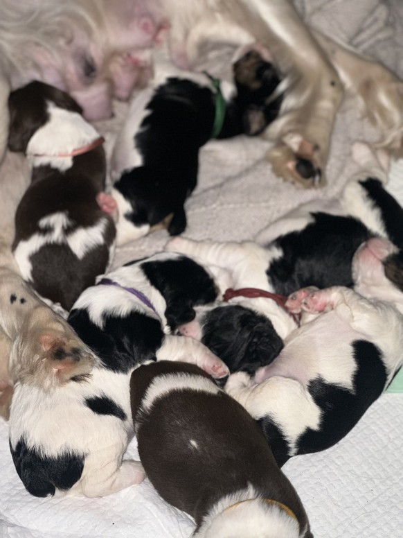 cute news tier hunde welpen

https://imgur.com/gallery/baby-s-more-baby-s-WqkvFee#/t/aww