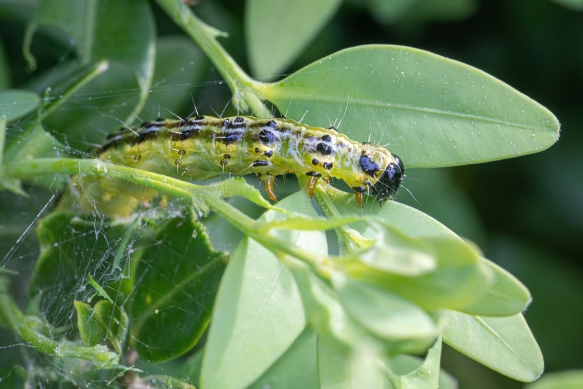 Bild