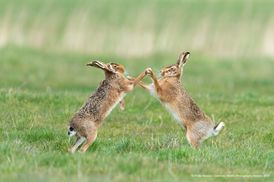 The Comedy Wildlife Photography Awards 2019
Philip Marazzi
Leatherhead
United Kingdom
Phone: 07765881242
Email: philip.marazzi@gmail.com
Title: Hip hop
Description: These two hares were trying out som ...