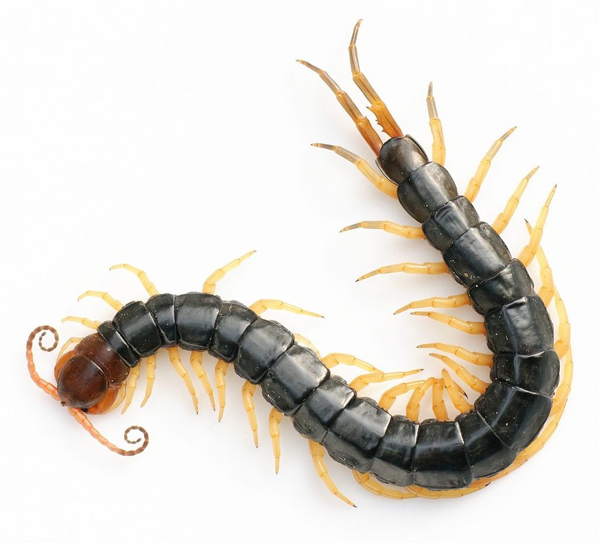 Hundertfüsser, Centipede, Scolopendra subspinipes mutilans