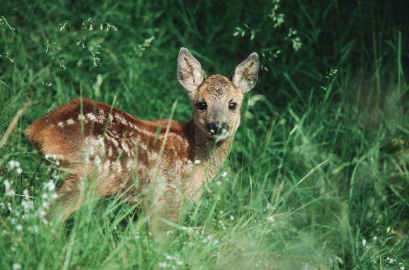 Bildnummer: 56016317 Datum: 10.06.2006 Copyright: imago/blickwinkel
europäisches reh (capreolus capreolus), jungtier in der wiese, schweiz, riederalp rö deer (capreolus capreolus), fawn in a meadow, s ...