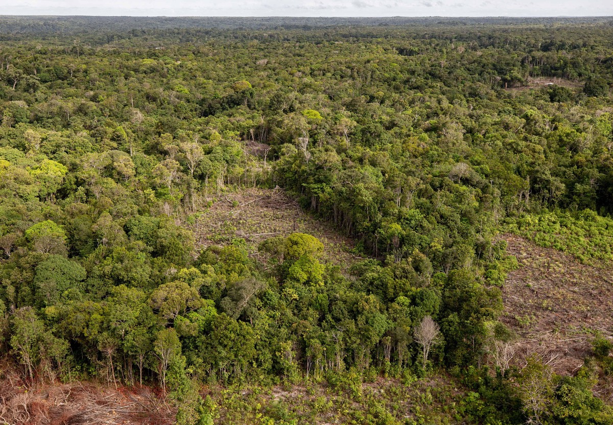 Regenwald Brasilien
