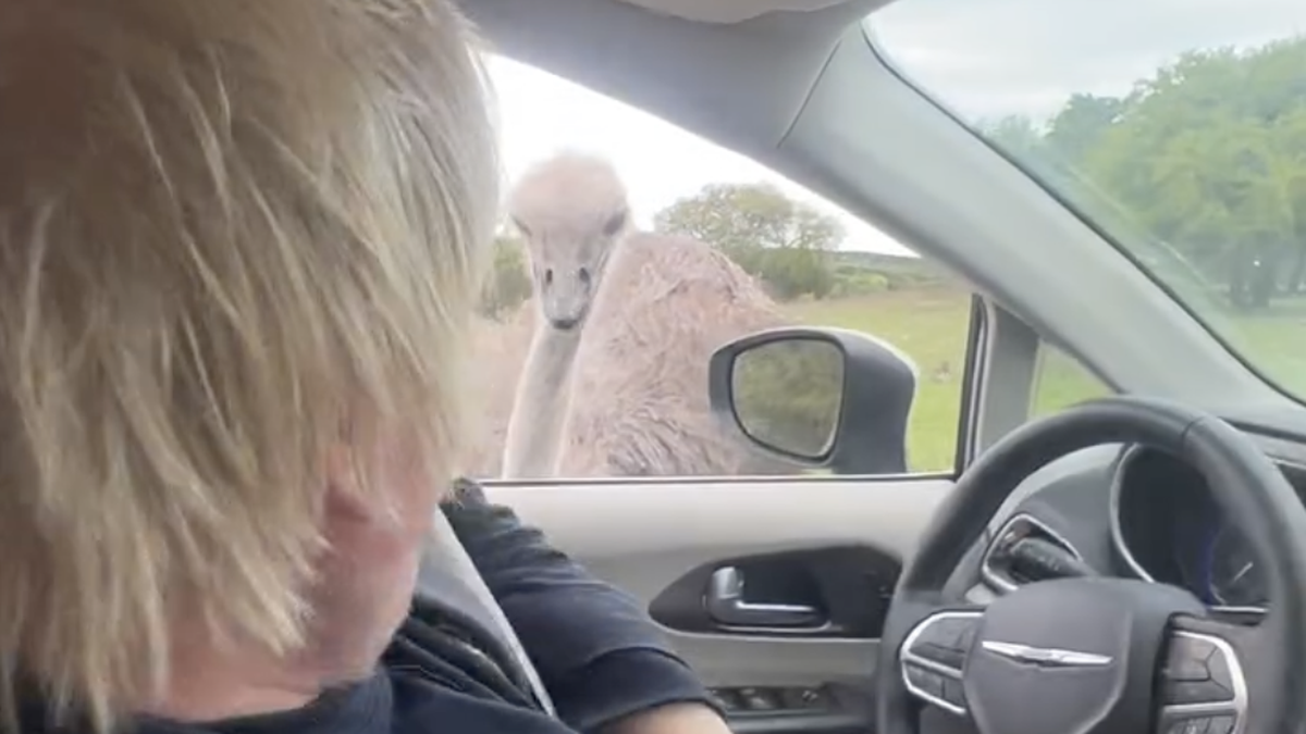 Boris Johnson wird in Safaripark angegriffen von Vogelstrauss. April 2025.