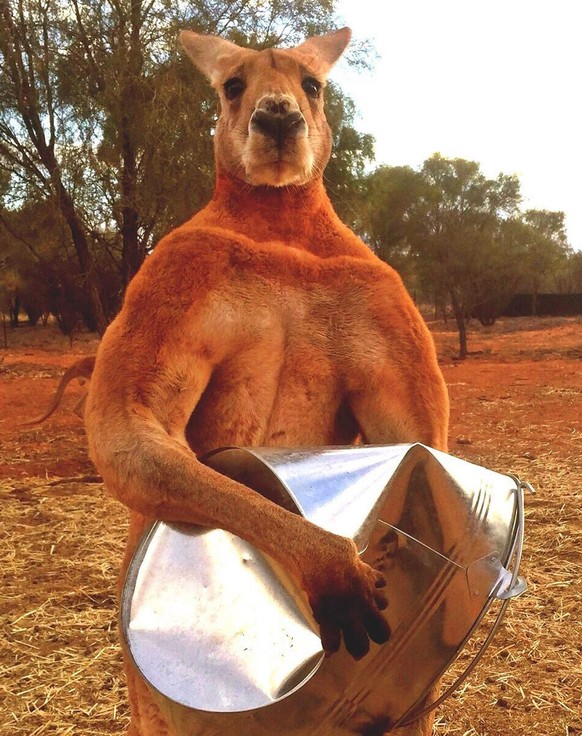 epa07221338 An undated handout photo made available by the Kangaroo Sanctuary, in Alice Springs Australia, showing Roger, the &#039;buff kangaroo&#039; who became and internet sensation. The Kangaroo  ...