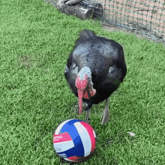 Animiertes GIF