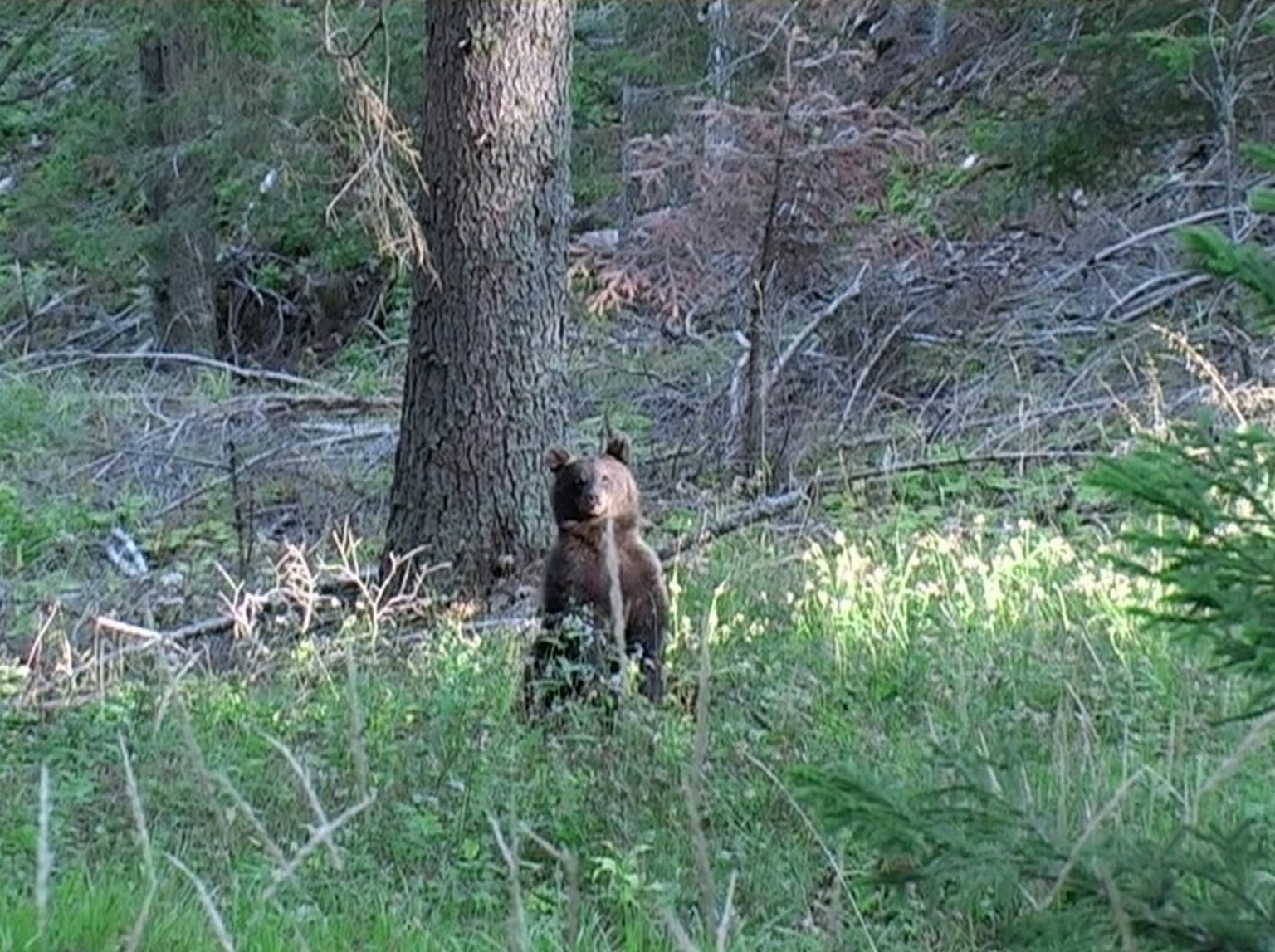 Wer wie hier im Trentino im Wald einem jungen Bären begegnet, soll sich den herzigen Kerlchen auf keinen Fall nähern, sondern sich ruhig in die Richtung zurückziehen, aus der man gekommen ist. So lass ...
