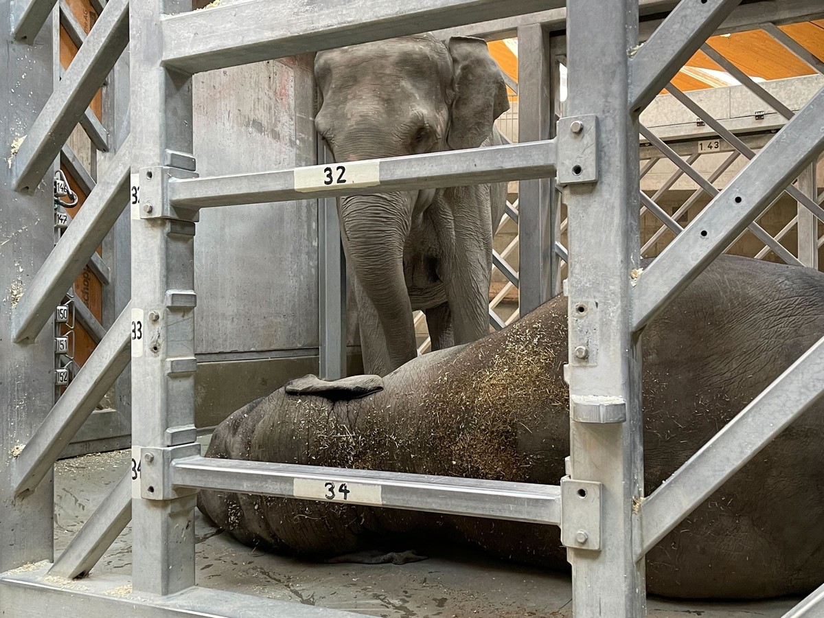 Im Zoo Zürich musste Elefantenmutter Indi von ihrer Tochter Omysha Abschied nehmen. Omysha starb in der Nacht auf Montag an den Folgen des für Elefanten typischen Herpesvirus.