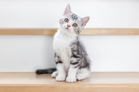 Katze
