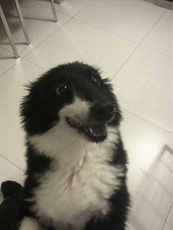 Herziger Hund
Cute News
https://imgur.com/gallery/PxnzhSH